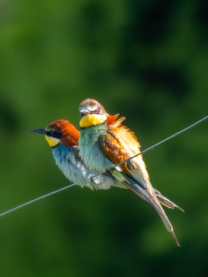 Bienenfresser