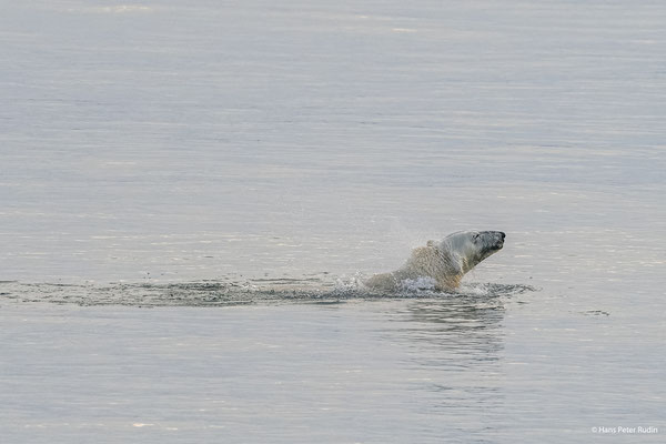  02.08.2024, 21:52:25 Uhr, Eisbär