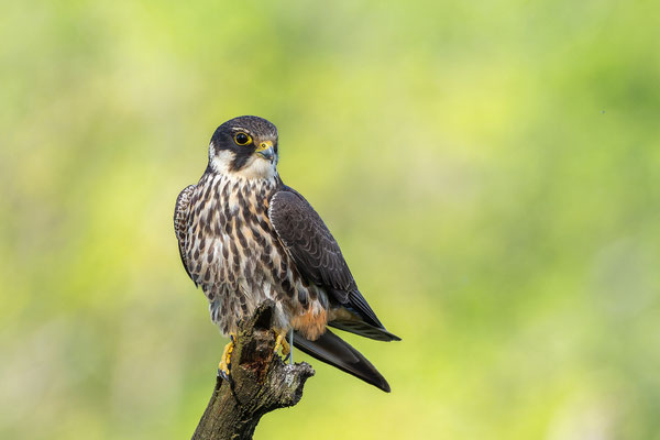 Baumfalke