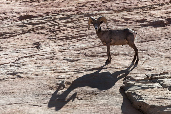 Valley of Fire SP