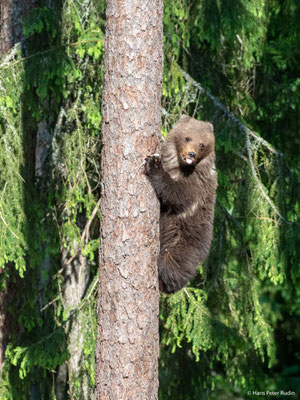 Braunbär