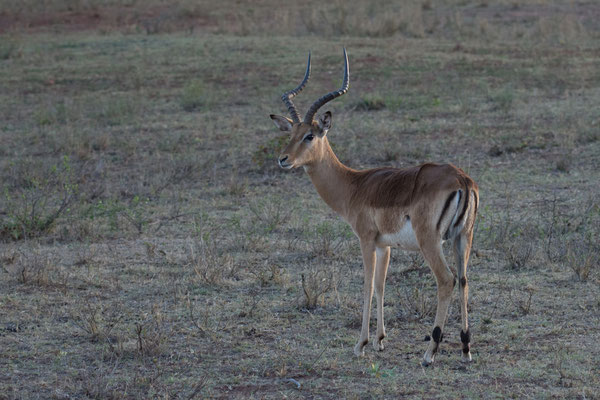 Impala