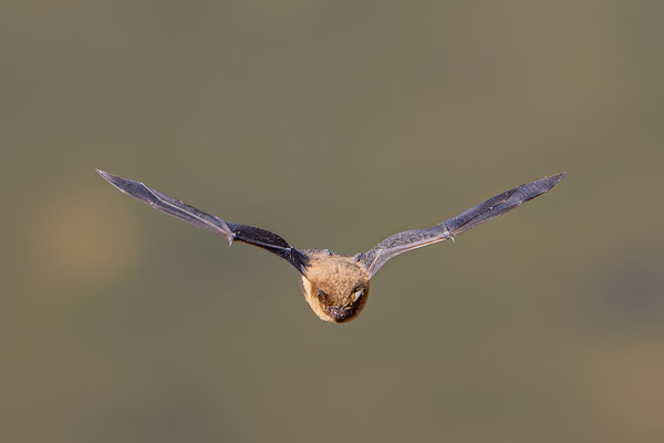 Fledermaus