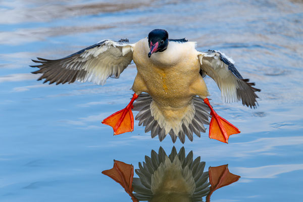 Gänsesäger