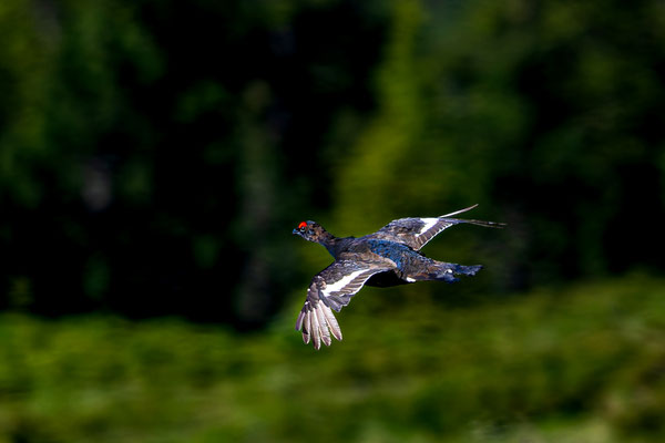 Birkhahn