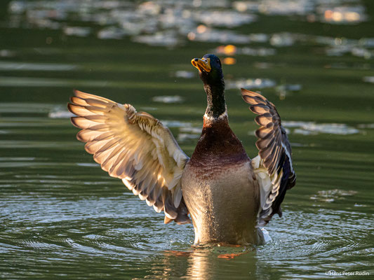 Stockente