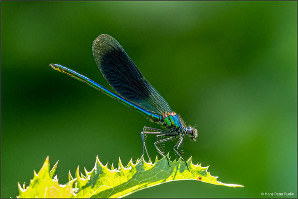 Prachtlibelle