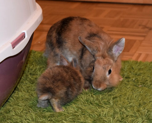 Tira und Atirella