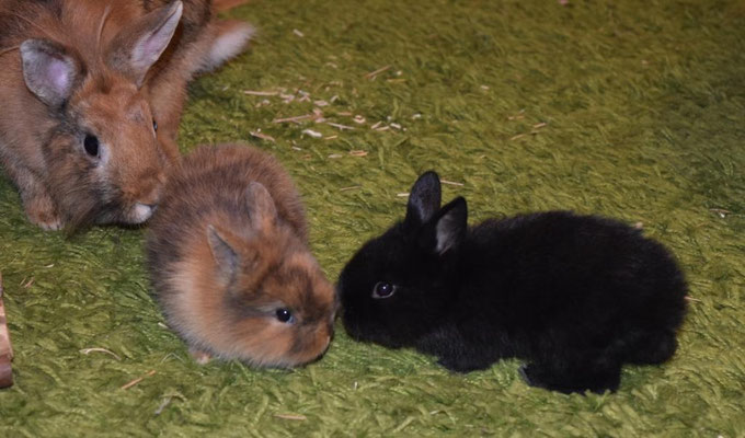 Atirella und Ataro