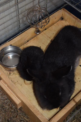 Ataro und Sirius