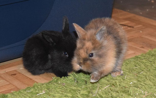 Ataro und Atirella 
