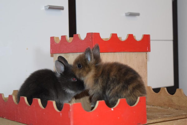Belvina und Baal