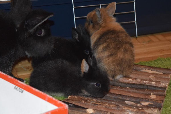 Sirius mit seinen drei Jungen