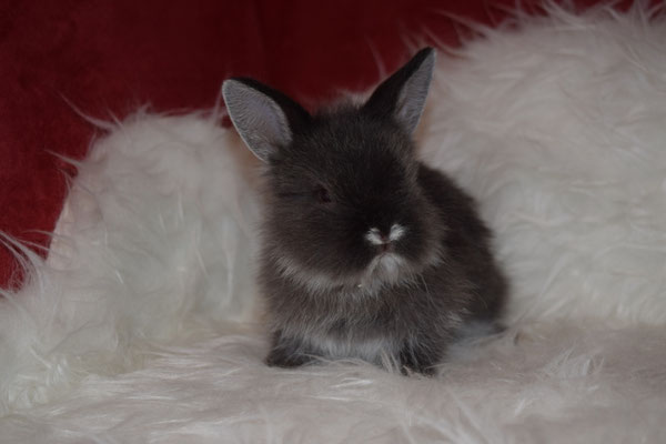 Belvina