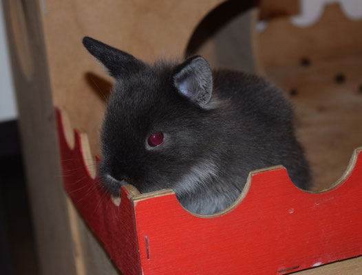 Belvina