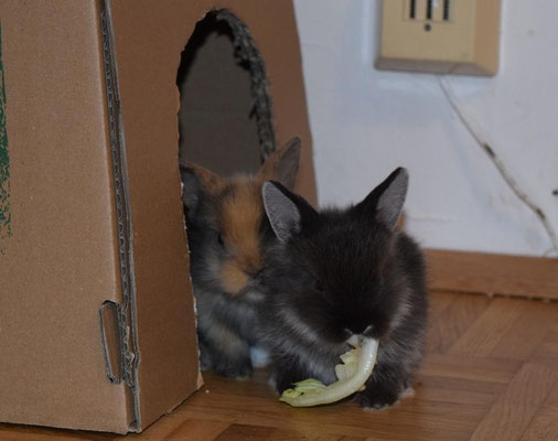 Babuna und Belvina