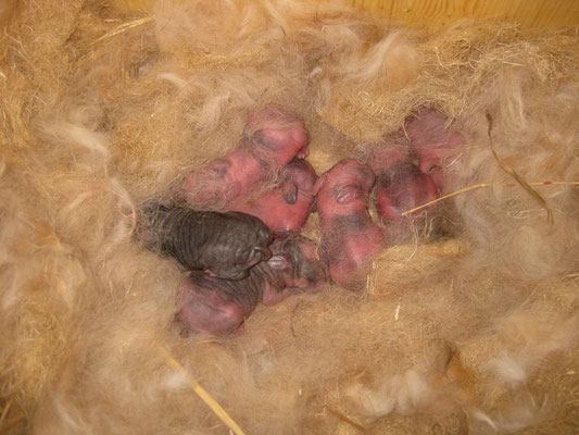 Der erste Blick auf den Nachwuchs - alle sieben Babys liegen im warmen, kuscheligen Nest