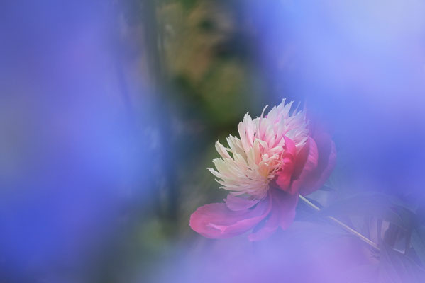 写真：杵築邦昌©
