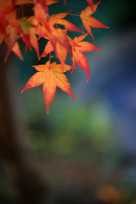 写真：さらら©