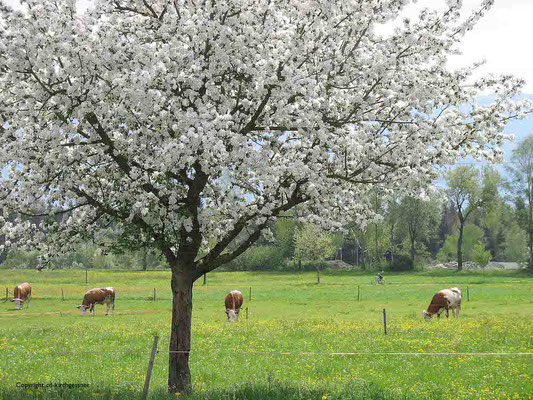 Kühe auf der Weide am Simssee