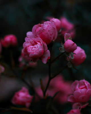 Pinkfarbene Rosen, Gartenrosen, Blüten-Fotografie