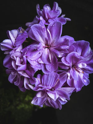 Geranienblüte mit Regentropfen in außergewoehnlichem Lila, Naturfotografie, Nahaufnahme, Blütenfoto,