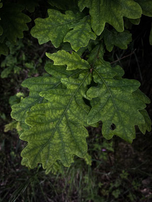 dunkelgrüne Eichenblaetter, Naturfotografie, Nahaufnahme