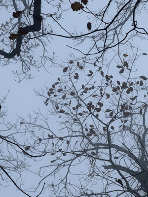 Nebel-Wald als Kontrast zu bunter meditativer Kunst in abstrakten Farben