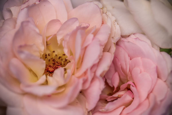 Blütenkunst, Rosenfotografie, Naturfotografie, Naturdrucke, Feine Rosen