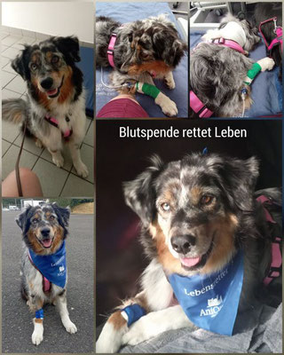 Cobie beim Blutspenden Mitte Juni