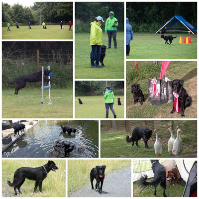 Kymba (völlig abgehaart) mit schönen Leistungen bei der Landesmeisterschaft Obedience und beim Hütetrial
