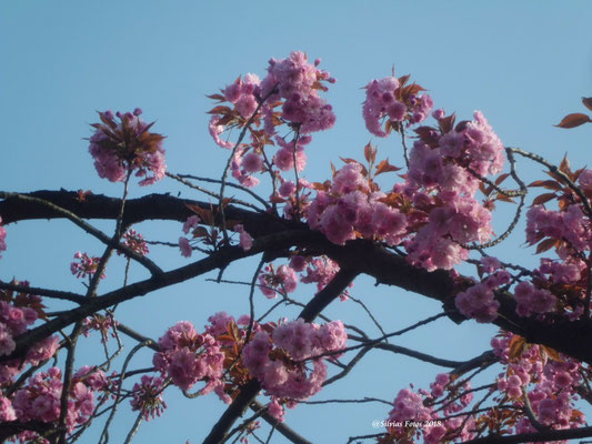 Japanische Kirschblüte/Aufnahme unterwegs