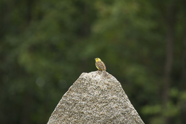 Goldammer (Emberiza citrinella)