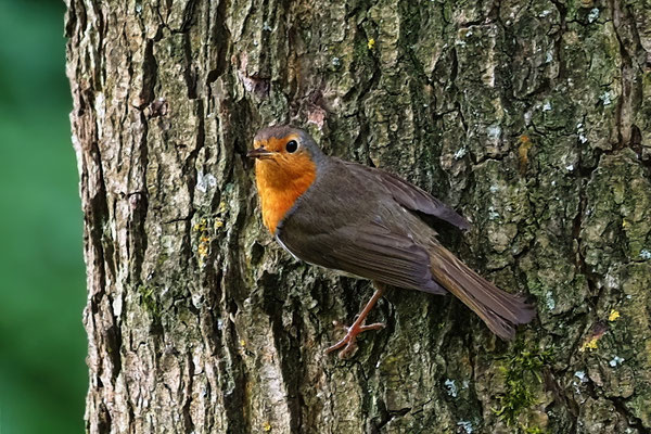 Rotkehlchen (Erithacus rubecula)