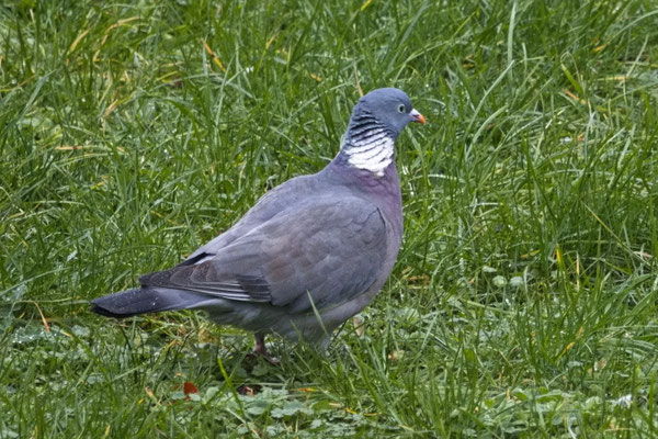 Ringeltaube (Columba palumbus) 
