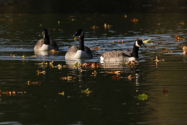 Kanadagans (Branta canadensis)