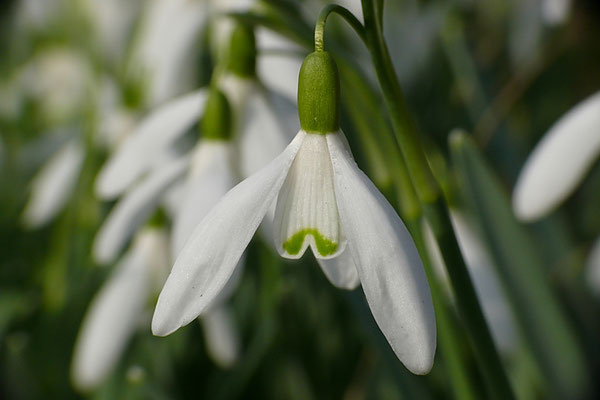 Kleines Schneeglöckchen (Galanthus nivalis) 