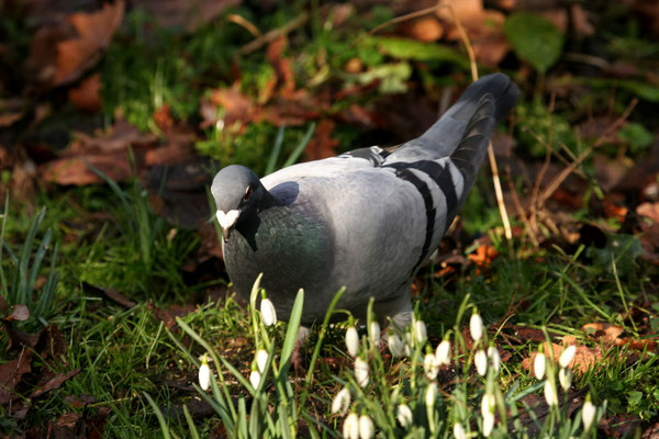 Straßentaube Columba livia f. domestica