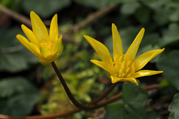 Scharbockskraut Ficaria verna