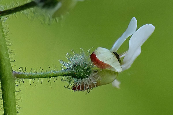 Hexenkraut (Circaea lutetiana)  