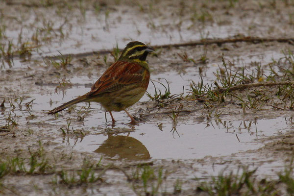 Zaunammer (Emberiza cirlus)