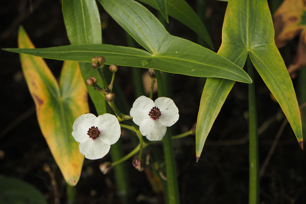 Pfeilkraut (Sagittaria sagittifolia), 1