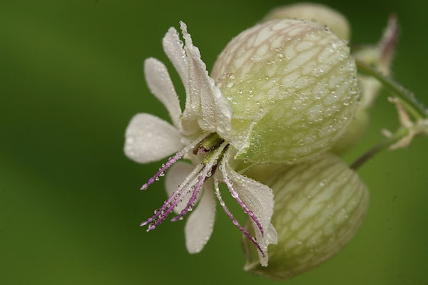 Taubenkropf-Leimkraut (Silene vulgaris)