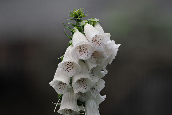 Fingerhut Digitalis Purpurea-Alba
