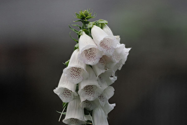 Fingerhut Digitalis Purpurea-Alba