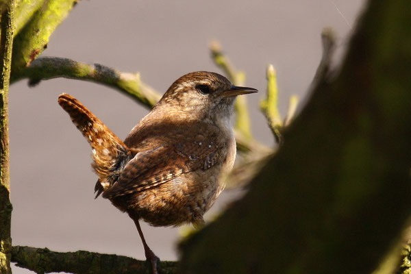 Zaunkönig (Troglodytes troglodytes)