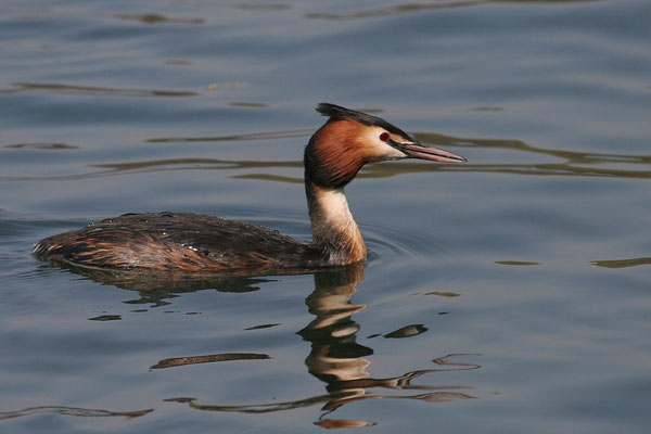 Haubentaucher (Podiceps cristatus)