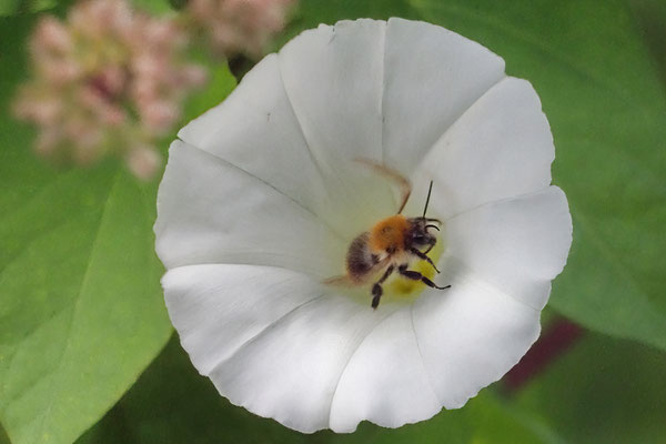 Ackerwinde (Convolvulus arvensis)