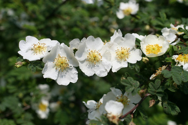 Rispen-Rose (Rosa multiflora) 