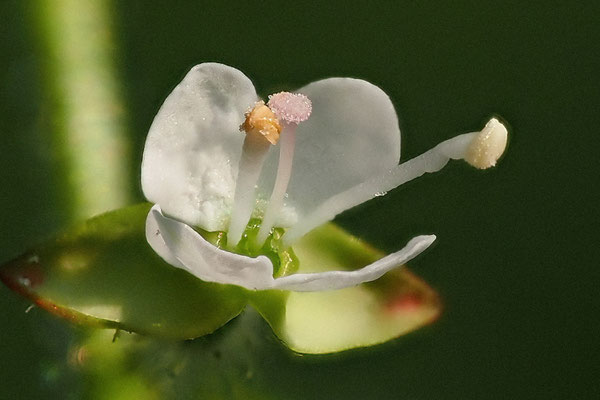 Hexenkraut (Circaea lutetiana)  sechsbeine.de